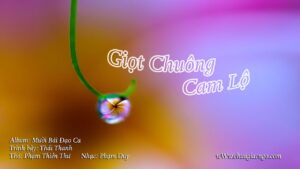 GIỌT CHUÔNG CAM LỘ